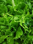 生菜
