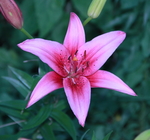 盛开的百合花