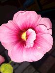 手巾花