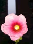 手巾花