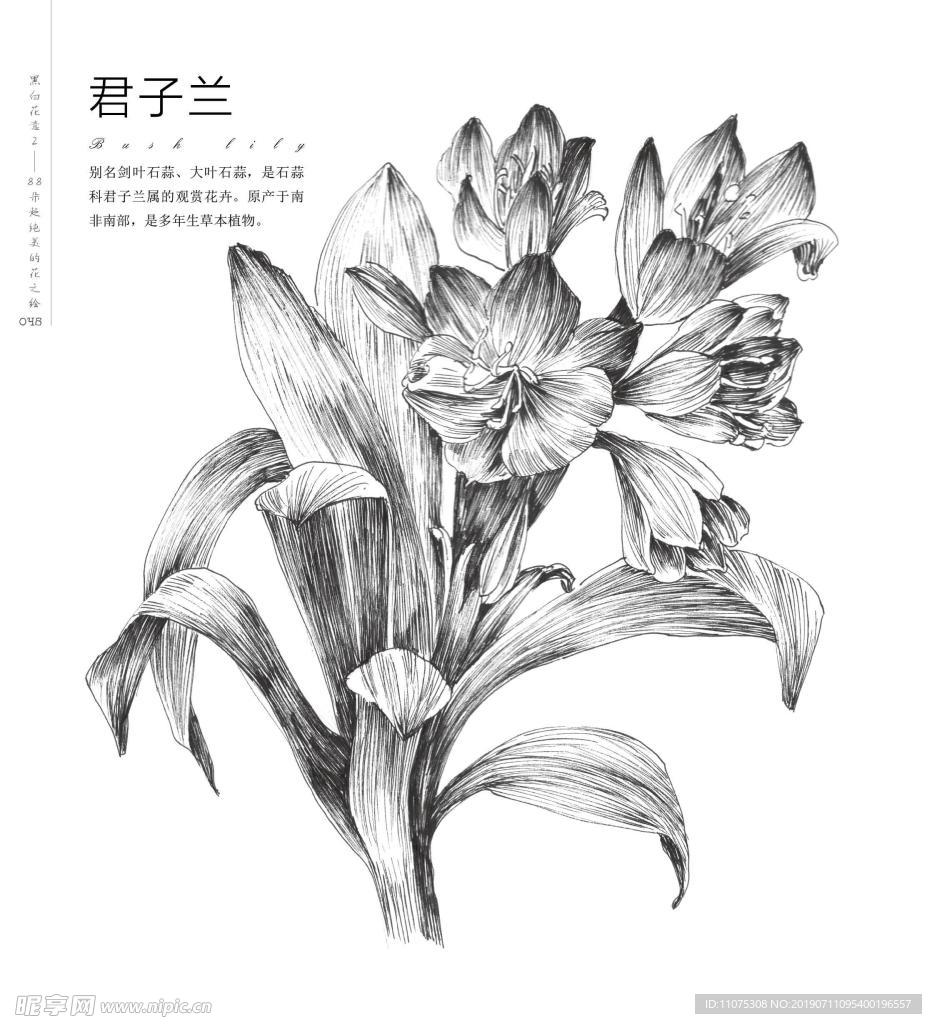 君子兰手绘