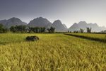 高山稻田风景