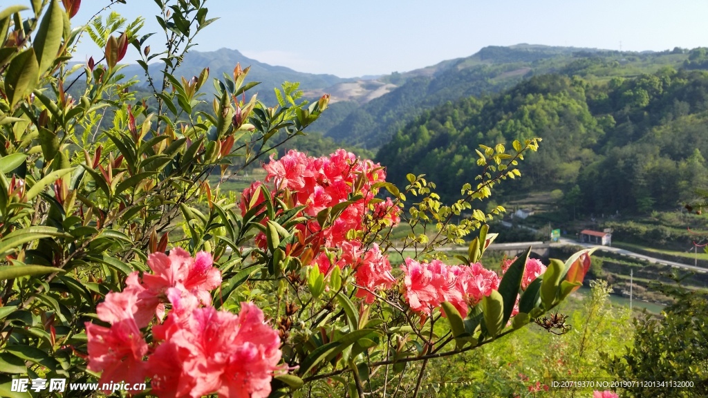 映山红