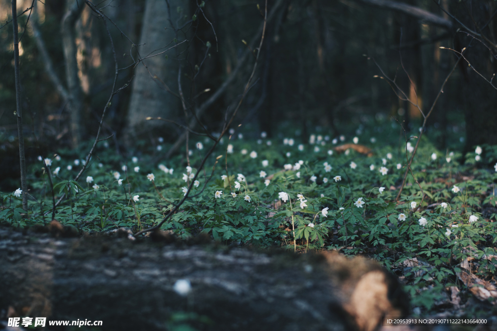 森林里的小花