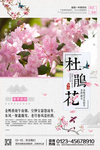 杜鹃花节旅行社海报