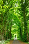 绿色树林小道