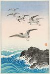 海鸥