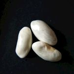 种子 蔬菜 农业 四季豆种子