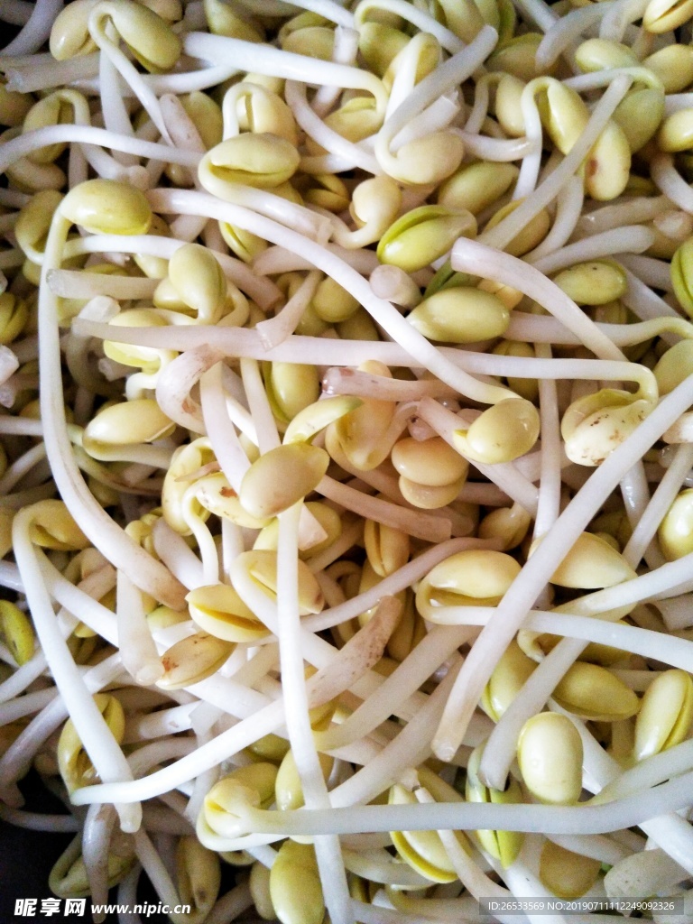 豆芽 芽菜 农业 食材 绿色