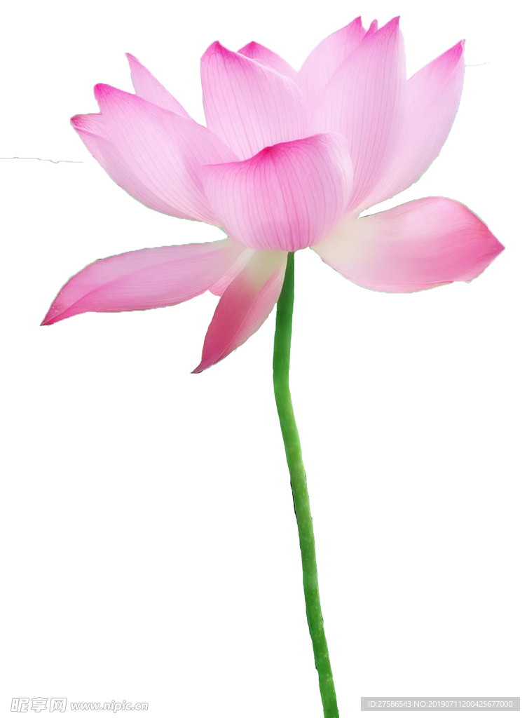 荷花图片