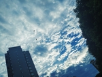 蓝天  高楼  大厦    云