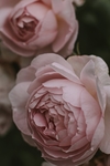 玫瑰花