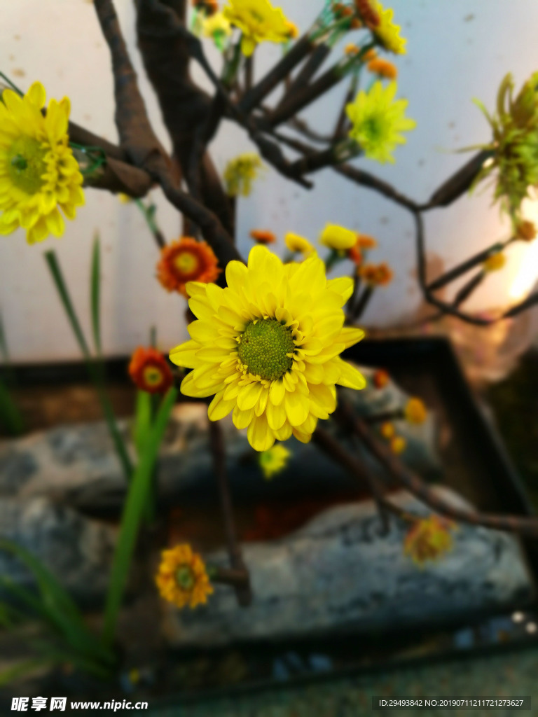 黄花