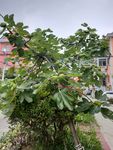 小区里的无花果