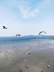 蓝色大海 海鸥 素材