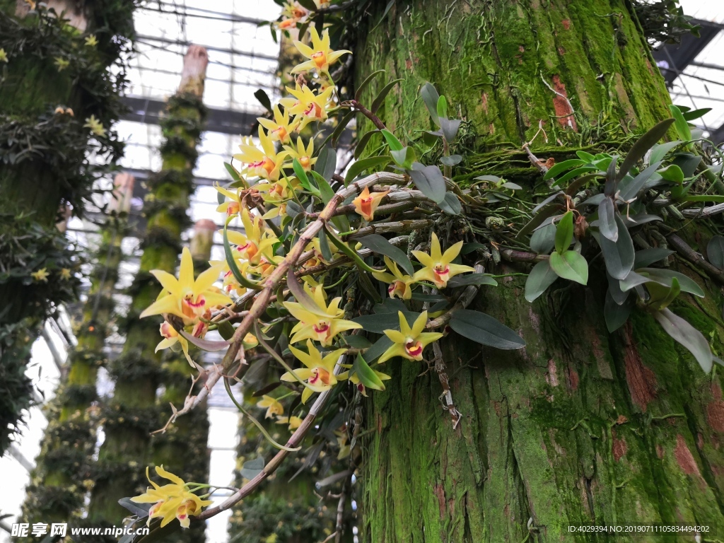 雁荡山石斛花