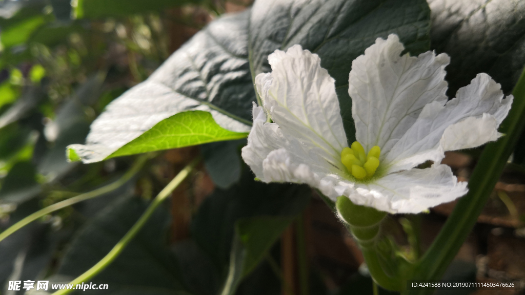 葫芦