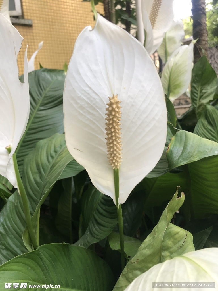 花
