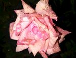 月季花