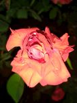 月季花