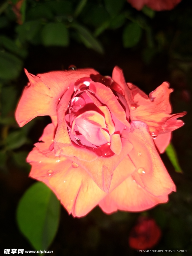 月季花