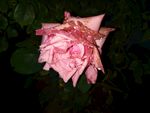 月季花
