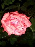 月季花