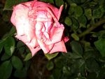 月季花
