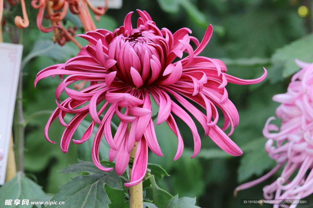 菊花