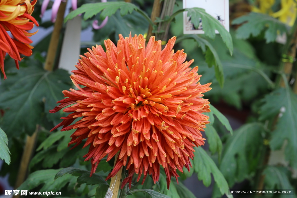 菊花