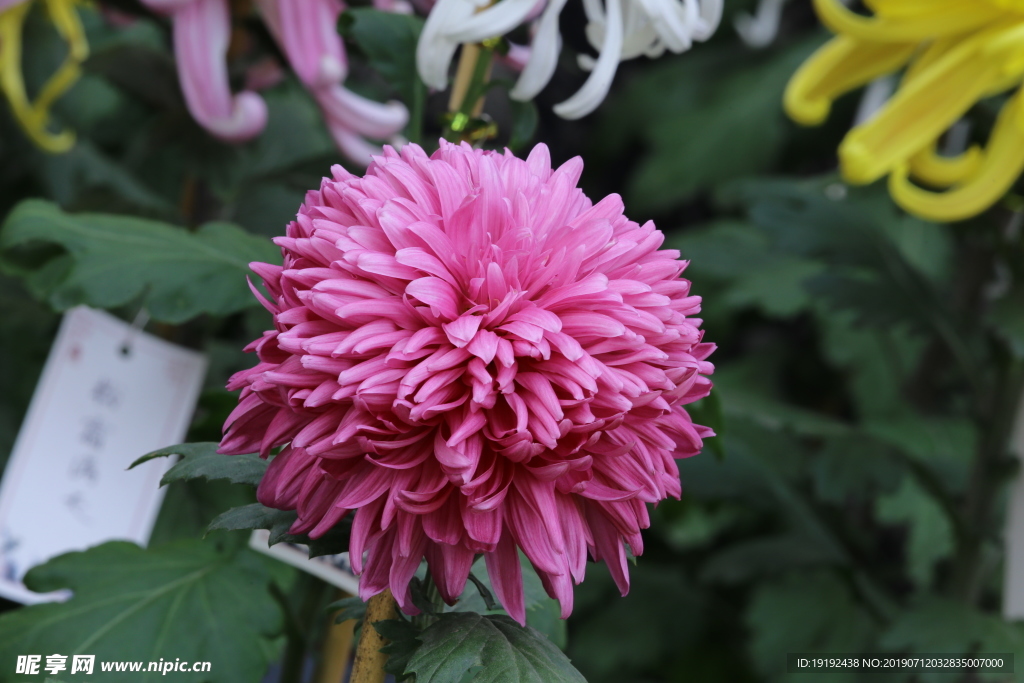 菊花