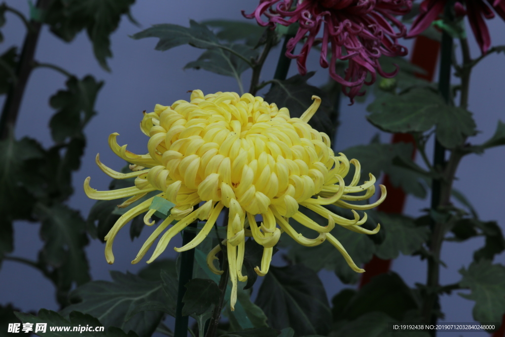 菊花