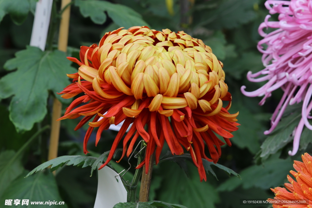 菊花