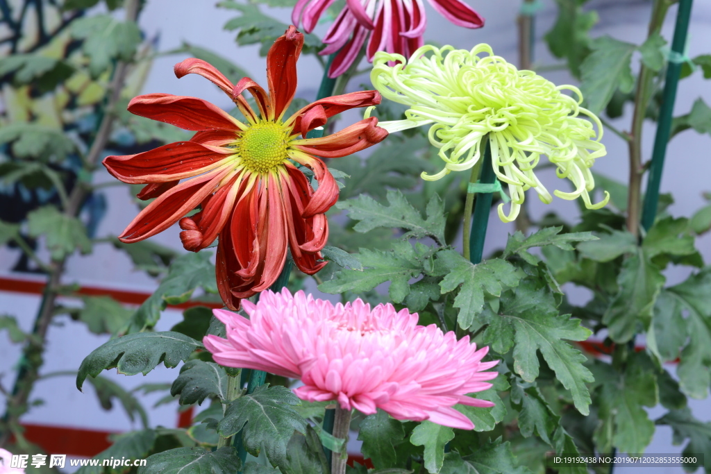 菊花