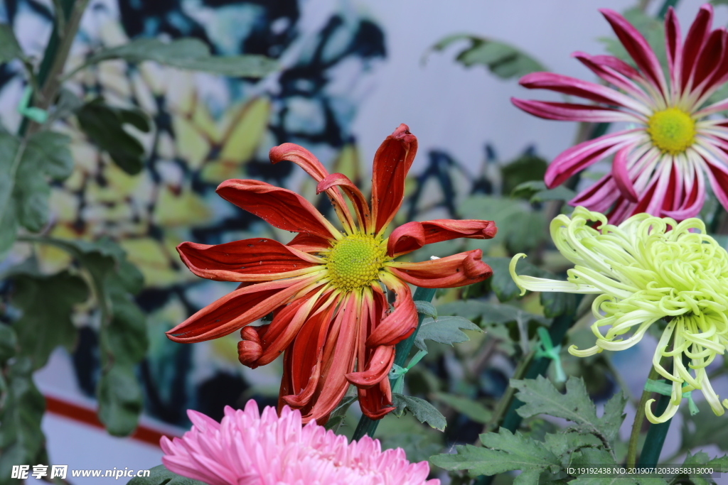 菊花