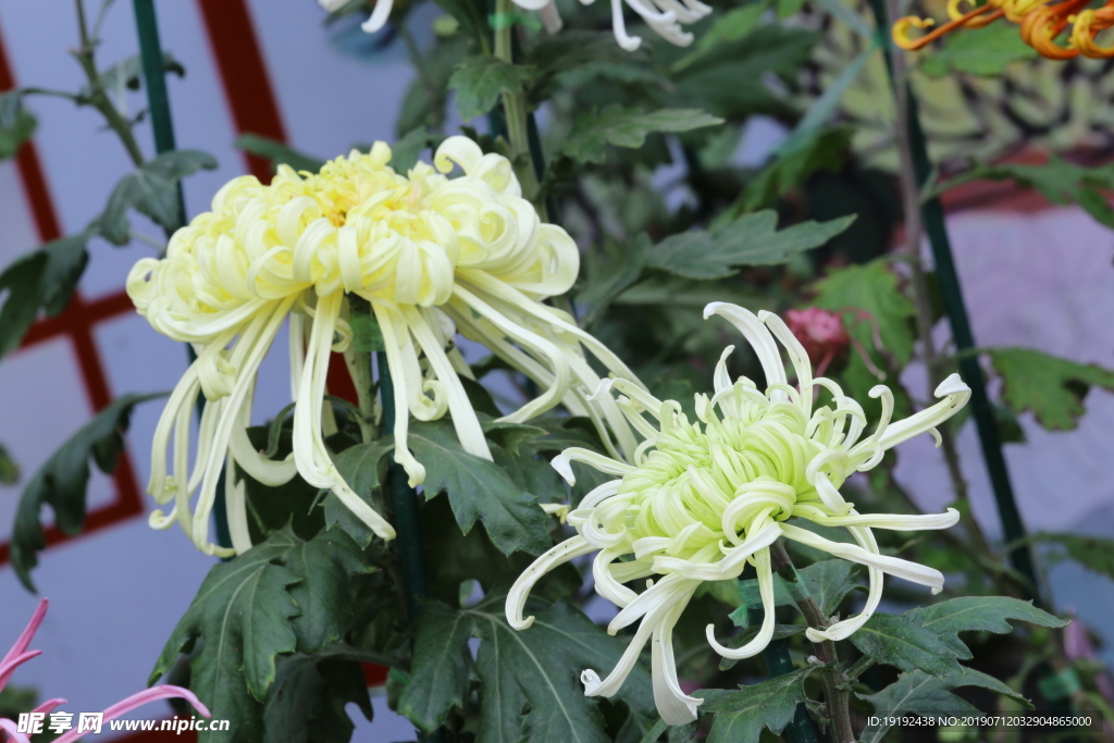 菊花