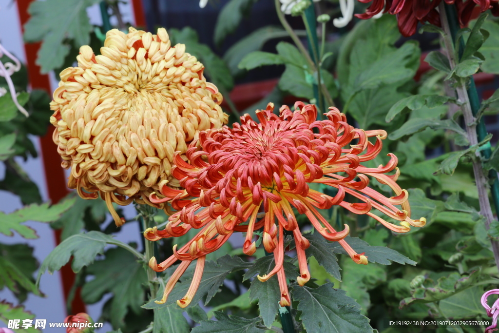 菊花