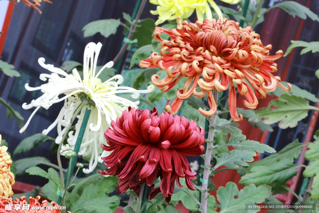 菊花
