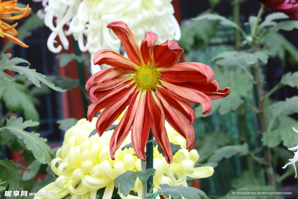 菊花