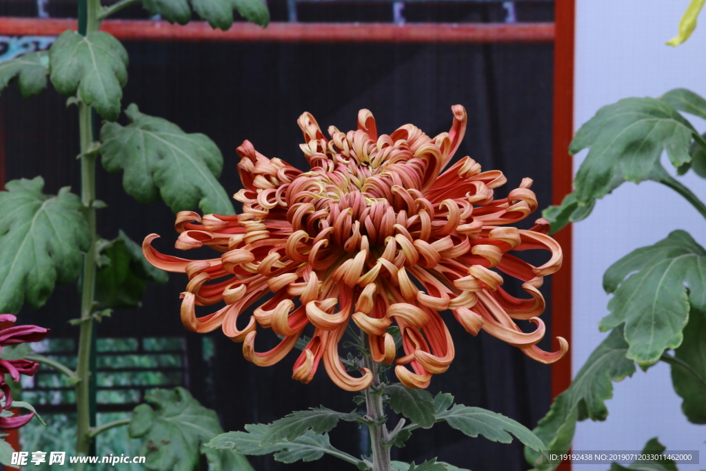 菊花