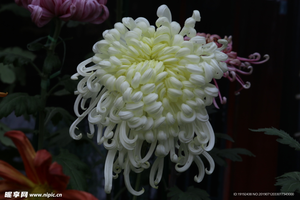 菊花