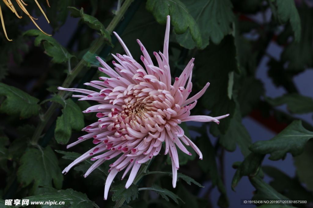 菊花