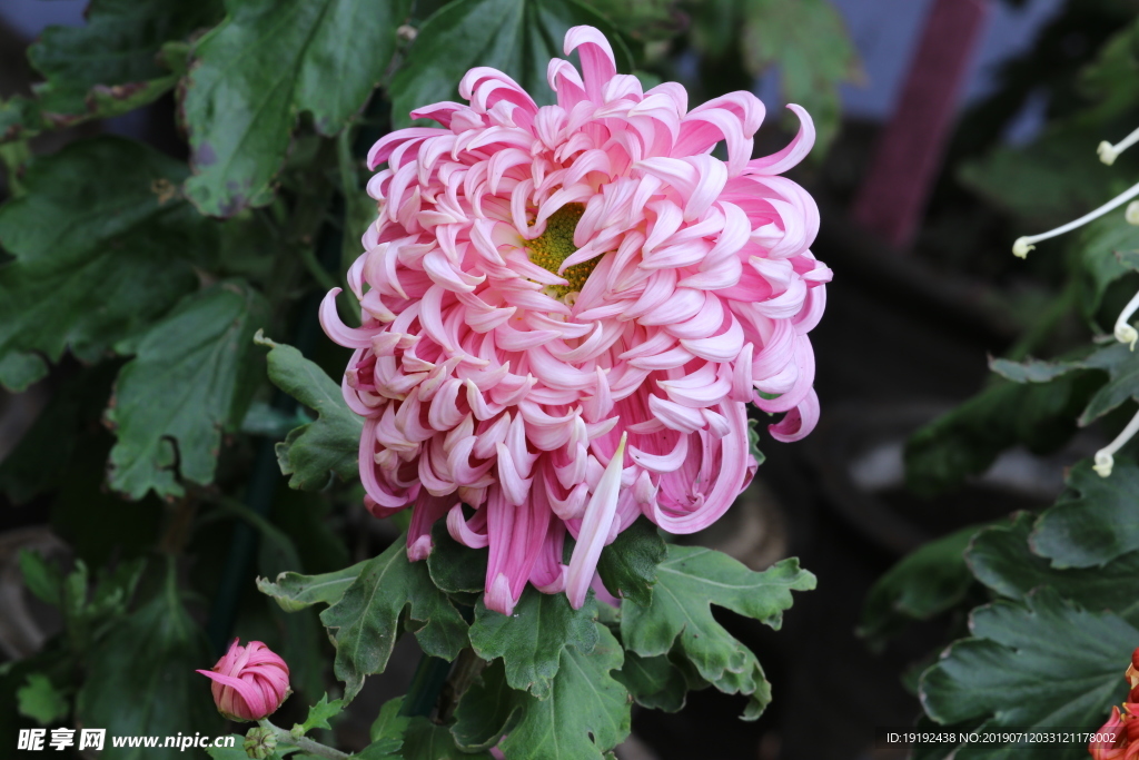 菊花