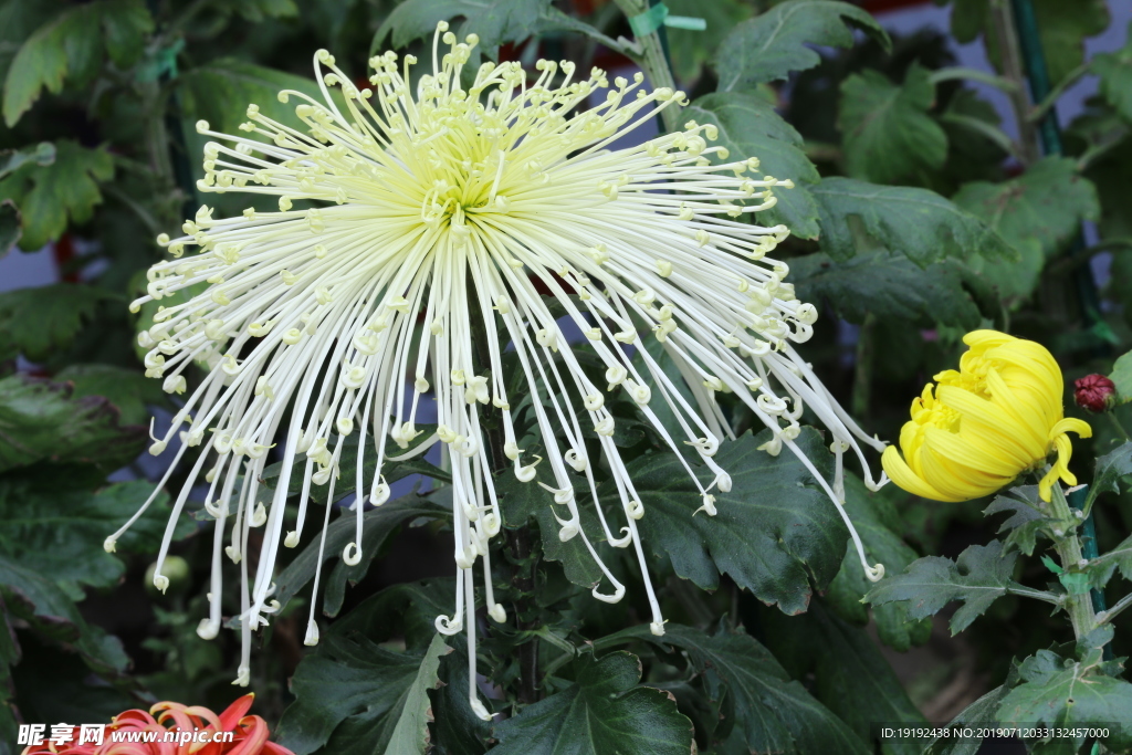 菊花