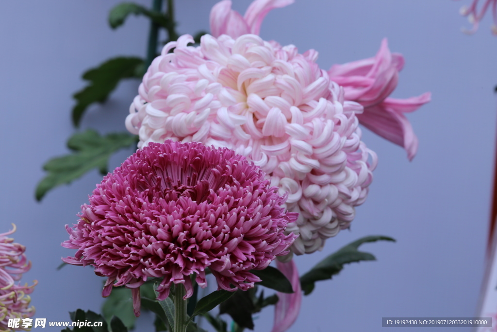 菊花