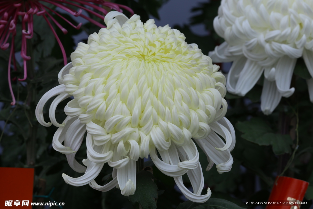 菊花