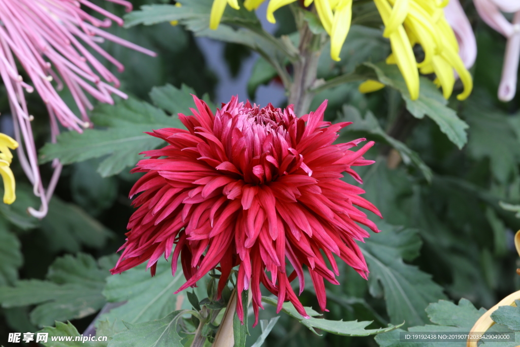 菊花