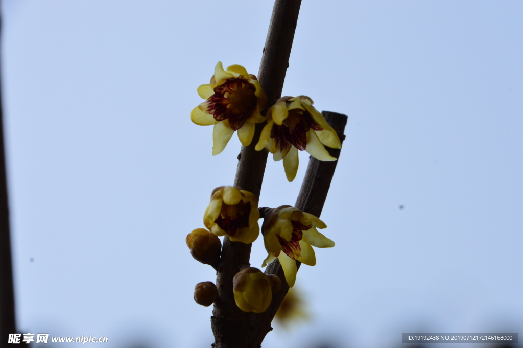 蜡梅花