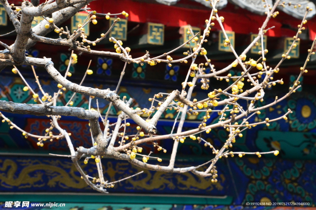 蜡梅花