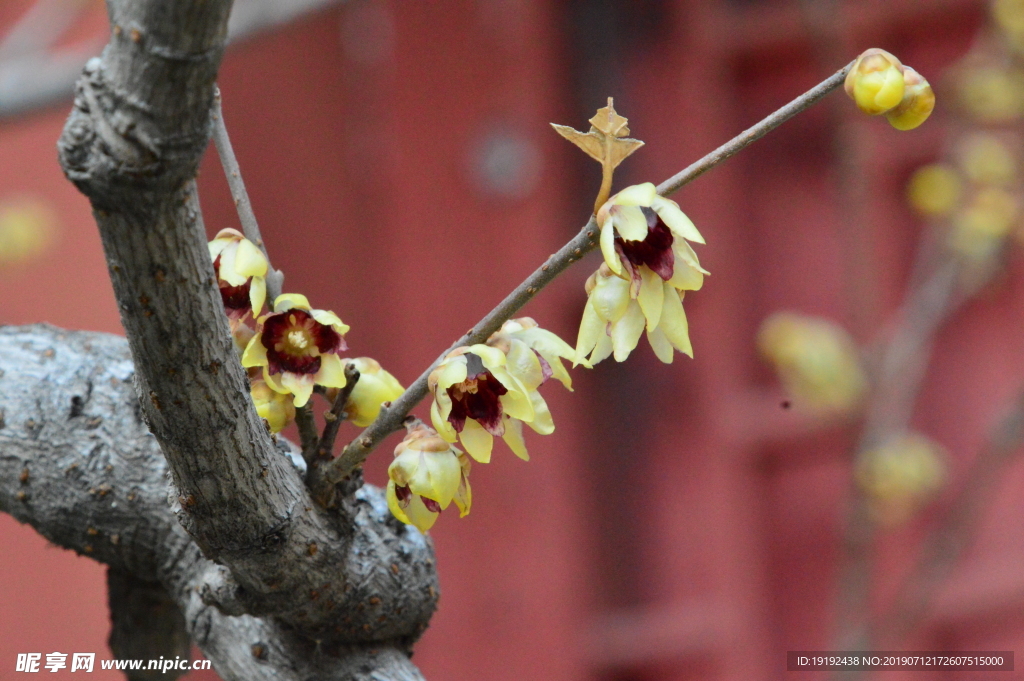 蜡梅花